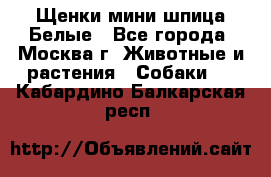 Щенки мини шпица Белые - Все города, Москва г. Животные и растения » Собаки   . Кабардино-Балкарская респ.
